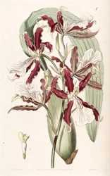 Miltonia cuneata